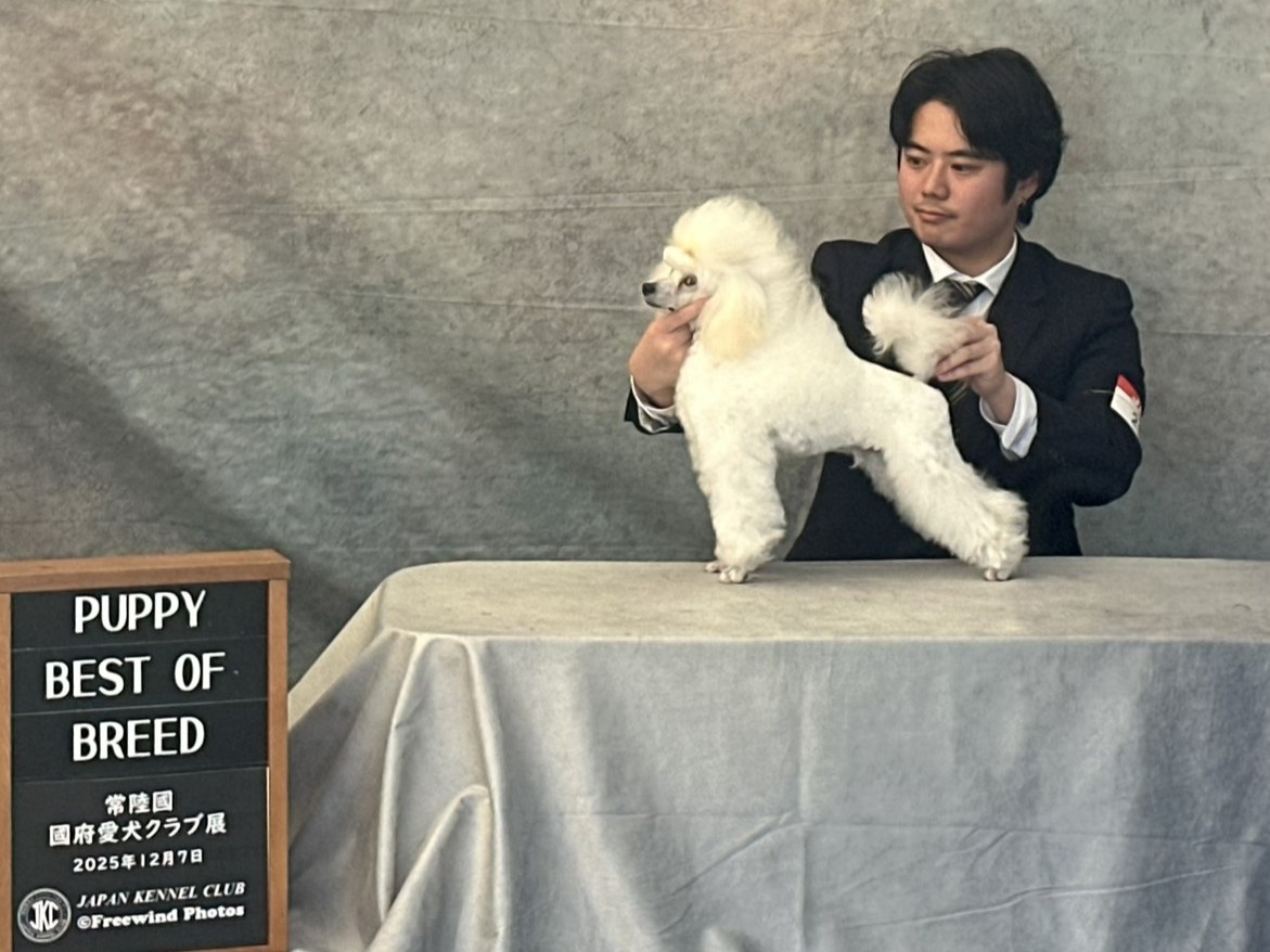 ドッグショー1位入賞 写真