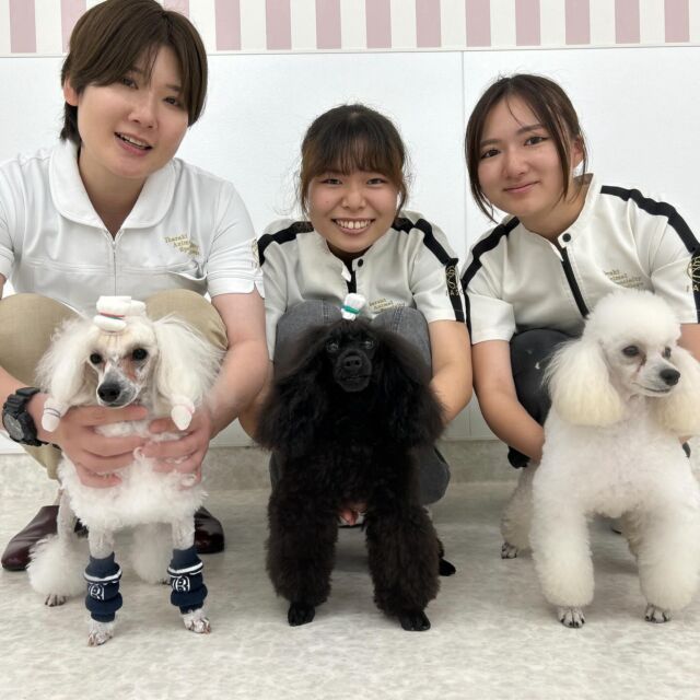 昨日に引き続き、現役のカリスマトリマーのＭ先生が指導に来てくださりました🐶✨

学生に寄り添い指導してくださるM先生🤝
授業後も相棒の「ジー」くんと一緒に写真を撮ってくださいました🥰

本日もありがとうございました😭💓

次回もまたよろしくお願いします🤝🤝
🐾
🐾
#いばらきどうぶつ専門学校 #いばらき動物専門学院 #動物専門学校 #いばどう #土浦市 #トリマー #ドッグトレーナー #動物看護師 #動物臨床助士 #飼育員 #ライセンス取得 #実習 #パートナードッグ #可愛い #iASC #いば動 #茨城 #動物 #専門 #学校 #犬 #個別面談 #体験会 #現役のプロから教わる授業