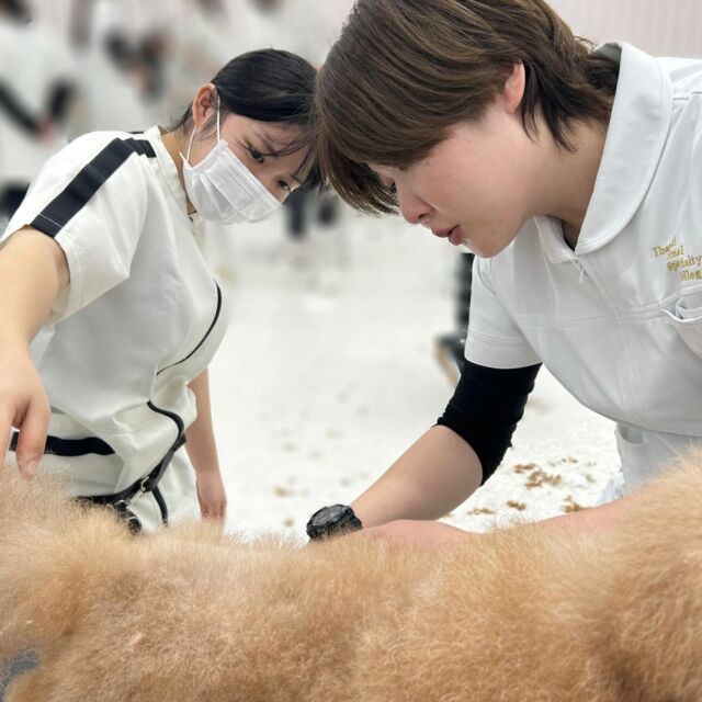 本日の授業は、現役のカリスマトリマーのＭ先生が指導に来てくださりました🐶✨

  #デザインカット に挑戦🙌🏻
普段の実習よりも難易度の高いスタイルに学生も緊張していましたが、アドバイスを沢山頂き、切り進めることが出来ました🎀

本日もありがとうございました😭💓

次回もまたよろしくお願いします🤝🤝
🐾
🐾
#いばらきどうぶつ専門学校 #いばらき動物専門学院 #動物専門学校 #いばどう #土浦市 #トリマー #ドッグトレーナー #動物看護師 #動物臨床助士 #飼育員 #ライセンス取得 #実習 #パートナードッグ #可愛い #iASC #いば動 #茨城 #動物 #専門 #学校 #犬 #個別面談 #体験会 #現役のプロから教わる授業