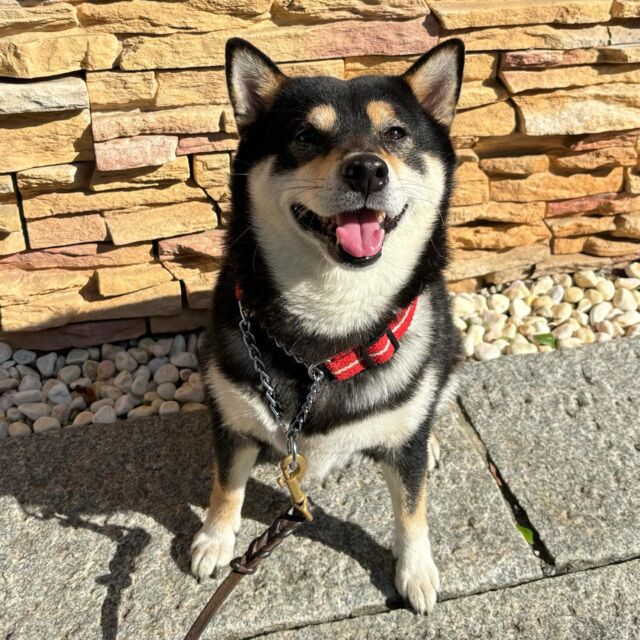 卒業生が#担当犬 のもみじちゃん🍁を連れて遊びに来てくれ
ました✨

いつもニコニコ笑顔☺️とってもかわいいです💕

また遊びに来てね👍
⁡🐾⁡
⁡🐾⁡
⁡🐾⁡
⁡⁡#いばらきどうぶつ専門学校 #いばらき動物専門学院 #動物専門学校 #いばどう #土浦市 #トリマー #ドッグトレーナー #動物看護師 #動物臨床助士 #飼育員 #実習 #パートナードッグ #可愛い #iASC #いば動 #茨城 #動物 #専門 #学校 #犬 #オープンキャンパス #体験会 #水戸動物専門学校  #日本スピッツ #プードル  #可愛い卒業生 #iasc自慢の卒業生