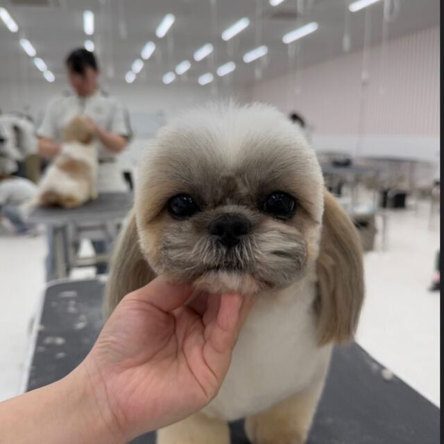 #今日の美容実習のワンちゃん 🐶

#シーズー の『ねね』ちゃん🧸
 
大きなおめめ👀がチャームポイント✨💕
🐾⁡
⁡ 🐾⁡
⁡🐾⁡
⁡#いばらきどうぶつ専門学校 #いばらき動物専門学院 #動物専門学校 #動物 #トリマー #ドッグトレーナー #家庭犬訓練士 #動物看護師 #動物臨床助士 #飼育員 #🐶 #dog #doglovers #土浦 #土浦駅 #水戸 #水戸動物専門学校  #つくば #日立 #担当犬 #パートナードッグ #犬 #かわいい⁡⁡