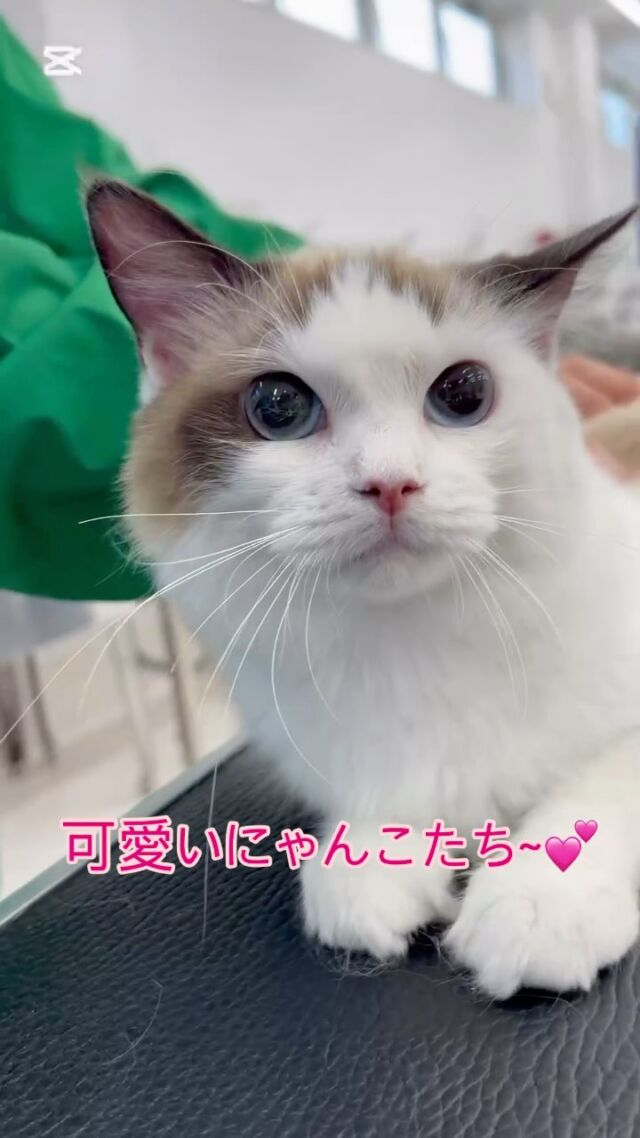 #今日の美容実習のネコちゃん🐈💕

おっとりなネコちゃんにメロメロな学生達✨
授業後は癒されタイム〜🕰️

よくがんばりました❣️
🐾⁡
⁡ 🐾⁡
⁡🐾⁡
⁡#いばらきどうぶつ専門学校 #いばらき動物専門学院 #動物専門学校 #動物 #トリマー #ドッグトレーナー #家庭犬訓練士 #動物看護師 #動物臨床助士 #飼育員 #🐶 #dog #doglovers #土浦 #土浦駅 #水戸 #水戸動物専門学校  #つくば #日立 #担当犬 #パートナードッグ #犬 #かわいい⁡⁡