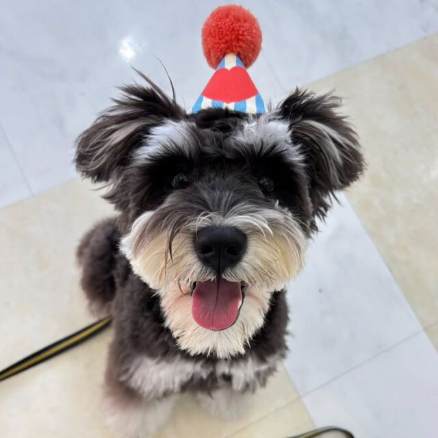 #今日のワンちゃん 🐶

#ミニチュアシュナウザー のリノ君🐾
 
今日で1歳にになりました🎂
これからも訓練もアジリティもがんばっていこう‼️✨

🐾⁡
⁡ 🐾⁡
⁡🐾⁡
⁡#いばらきどうぶつ専門学校 #いばらき動物専門学院 #動物専門学校 #動物 #トリマー #ドッグトレーナー #家庭犬訓練士 #動物看護師 #動物臨床助士 #飼育員 #🐶 #dog #doglovers #土浦 #土浦駅 #水戸 #水戸動物専門学校  #つくば #日立 #担当犬 #パートナードッグ #犬 #かわいい⁡⁡