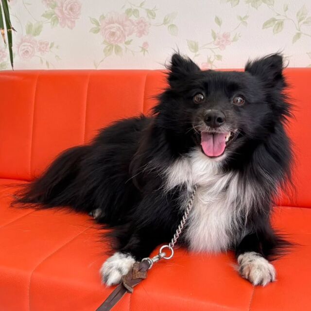 卒業生が#担当犬 のつきのちゃんを連れて遊びに来てくれ
ました✨

笑顔がとっても素敵‼️

また遊びに来てね👍
⁡🐾⁡
⁡🐾⁡
⁡🐾⁡
⁡⁡#いばらきどうぶつ専門学校 #いばらき動物専門学院 #動物専門学校 #いばどう #土浦市 #トリマー #ドッグトレーナー #動物看護師 #動物臨床助士 #飼育員 #実習 #パートナードッグ #可愛い #iASC #いば動 #茨城 #動物 #専門 #学校 #犬 #オープンキャンパス #体験会 #水戸動物専門学校  #日本スピッツ #プードル  #可愛い卒業生 #iasc自慢の卒業生