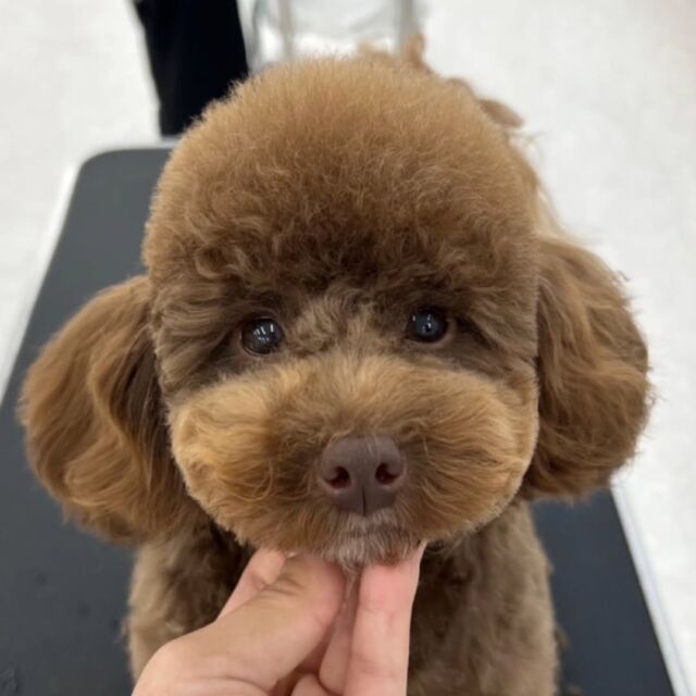 #今日の美容実習のワンちゃん 🐶

#トイプードル の『カット』ちゃん🍫
 
くまさんみたいなお顔がみんなの癒しです😊
🐾⁡
⁡ 🐾⁡
⁡🐾⁡
⁡#いばらきどうぶつ専門学校 #いばらき動物専門学院 #動物専門学校 #動物 #トリマー #ドッグトレーナー #家庭犬訓練士 #動物看護師 #動物臨床助士 #飼育員 #🐶 #dog #doglovers #土浦 #土浦駅 #水戸 #水戸動物専門学校  #つくば #日立 #担当犬 #パートナードッグ #犬 #かわいい⁡⁡