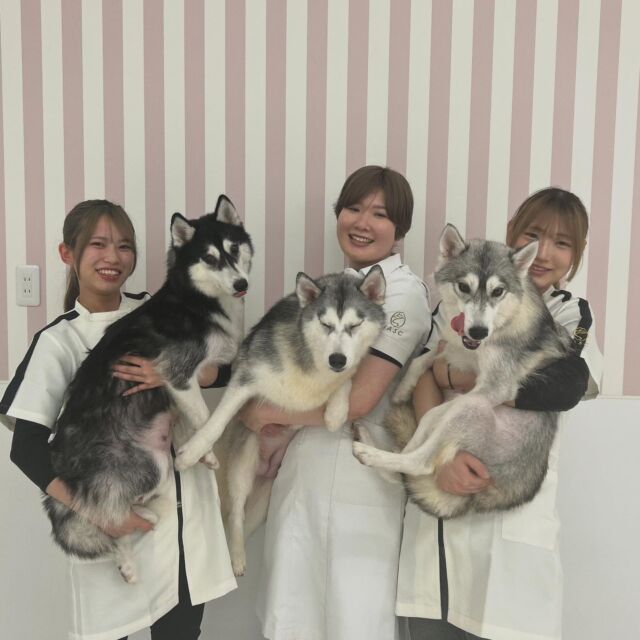 本日の授業は、現役のカリスマトリマーのＭ先生が指導に来てくださりました🐶✨

難しいことだらけの1年生にもひとつひとつ丁寧にアドバイスしてくださり、大きいわんちゃんも完璧に仕上げることが出来ました🥰

次回もまたよろしくお願いします︎💕︎
🐾
🐾
#いばらきどうぶつ専門学校 #いばらき動物専門学院 #動物専門学校 #いばどう #土浦市 #トリマー #ドッグトレーナー #動物看護師 #動物臨床助士 #飼育員 #ライセンス取得 #実習 #パートナードッグ #可愛い #iASC #いば動 #茨城 #動物 #専門 #学校 #犬 #個別面談 #体験会 #現役のプロから教わる授業 #シベリアンハスキー