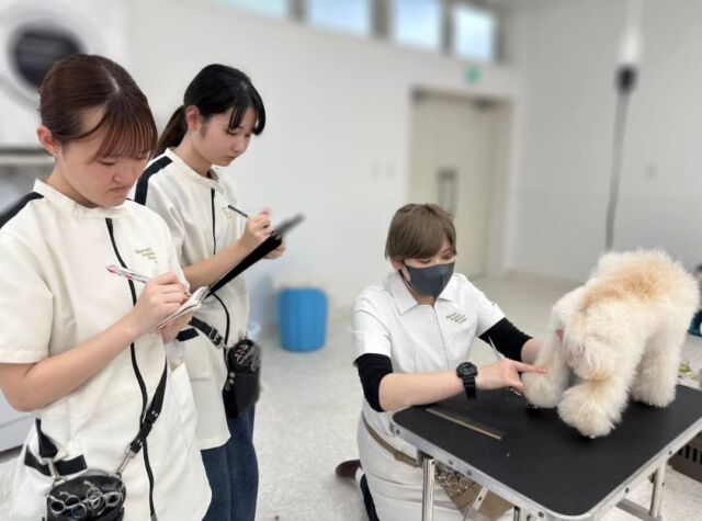 本日の#美容実習は、現役のカリスマトリマーのＭ先生が指導に来てくださりました🐶✨

始めてのカットチェンジ🧚
今回は#イングリッシュサドルクリップ へ変身‼️
高度なカット技術に不安がっていた学生もМ先生から丁寧に教えて頂きながら頑張れました💕

本日もありがとうございました😊
次回もよろしくお願いします🙇

🐾
🐾
#いばらきどうぶつ専門学校 #いばらき動物専門学院 #動物専門学校 #いばどう #土浦市 #トリマー #ドッグトレーナー #動物看護師 #動物臨床助士 #飼育員 #ライセンス取得 #実習 #パートナードッグ #可愛い #iASC #いば動 #茨城 #動物 #専門 #学校 #犬 #個別面談 #体験会 #現役のプロから教わる授業