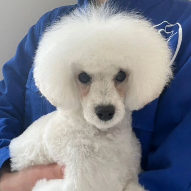 訓練科に#新入生ワンちゃん が入学しました🐩🎀 
#トイプードル の「アニャ」ちゃん🐶

とっても元気な女の子です☺

これから訓練ガンバっていこう❣️
🐾
🐾
🐾⁡
⁡⁡⁡#いばらきどうぶつ専門学校 #いばらき動物専門学院 #動物専門学校 #いばどう #土浦市 #トリマー #ドッグトレーナー #動物看護師 #動物臨床助士 #飼育員 #実習 #パートナードッグ #可愛い #iASC #いば動 #茨城 #動物 #専門 #学校 #犬 #オープンキャンパス #体験会 #水戸動物専門学校  #トイプードル #プードル