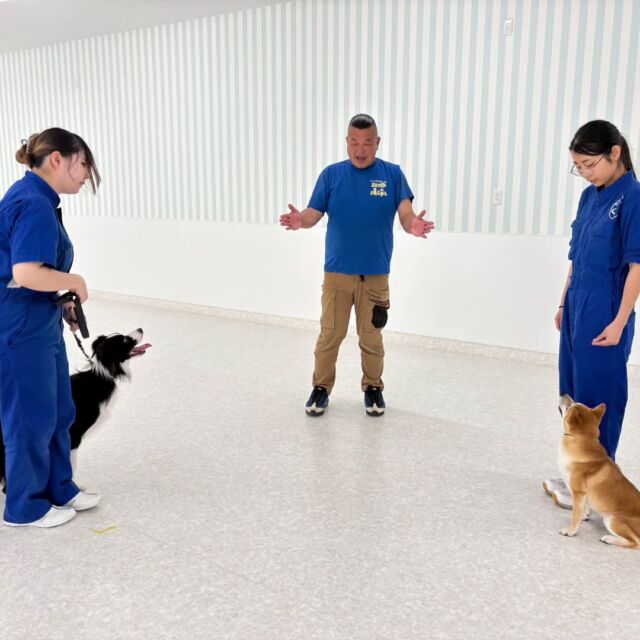 今日の#訓練実習 は犬🐶のしつけ、訓練教室オーナーのS先生とH先生の授業でした✨

午前中は基本訓練🔥
午後はアジリティ🐶の単品練習とコース練習を行いました‼️

障害物単品の練習では上手くできてもコースで繋げると上手くできないことも💦

次回までにしっかり練習しておきましょう♪

先生、次回もよろしくお願いいたします🙇
🐾⁡
⁡🐾⁡
⁡🐾
⁡⁡⁡⁡#いばらきどうぶつ専門学校 #いばらき動物専門学院 #動物専門学校 #いばどう #土浦市 #トリマー #ドッグトレーナー #動物看護師 #動物臨床助士 #飼育員 #ライセンス取得 #実習 #パートナードッグ #可愛い #iASC #いば動 #茨城 #動物 #専門 #学校 #犬 #オープンキャンパス #個別面談 #水戸動物専門学校 #dogschoolzero⁡ #現役のプロから教わる授業