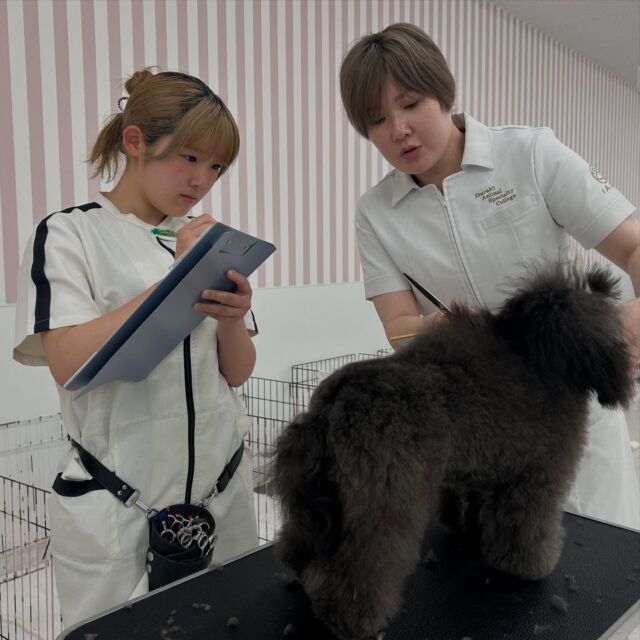 本日の授業は、現役のカリスマトリマーのＭ先生が指導に来てくださりました🐶✨

 #担当犬 のショーカット🐩✂️
2年生にあがり成長スピードがすごい先輩たち👏✨️
これからたくさんのことを吸収してさらに上を目指して頑張ろう！

次回もまたよろしくお願いします︎💕︎
🐾
🐾
#いばらきどうぶつ専門学校 #いばらき動物専門学院 #動物専門学校 #いばどう #土浦市 #トリマー #ドッグトレーナー #動物看護師 #動物臨床助士 #飼育員 #ライセンス取得 #実習 #パートナードッグ #可愛い #iASC #いば動 #茨城 #動物 #専門 #学校 #犬 #個別面談 #体験会 #現役のプロから教わる授業