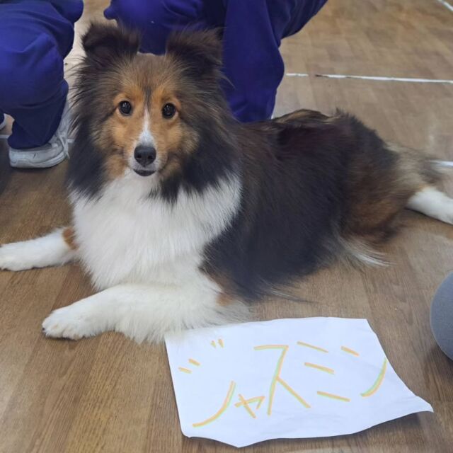 今日は #アニマルセラピー 🐶🌼に行ってきました✨

ワンちゃん🐶大好きな方が多く、可愛い❤と抱っこしてくれたり、たくさん撫でてくれました👏💕

前にセラピーに行ったワンちゃん🐶も覚えてくれていて、一緒に写真もたくさん撮りました📸✨

今日はありがとうございました🎶
またよろしくお願い致します🙇‍♀️
🐾
🐾
🐾⁡
⁡⁡⁡⁡⁡⁡#いばらきどうぶつ専門学校 #いばらき動物専門学院 #動物専門学校 #いばどう #土浦市 #トリマー #ドッグトレーナー #動物看護師 #動物臨床助士 #飼育員 #ライセンス取得 #実習 #パートナードッグ #可愛い #iASC #いば動 #茨城 #動物 #専門 #学校 #犬 #オープンキャンパス⁡ #個別相談⁡ #セラピー⁡  #トイプードル #シェットランドシープドッグ