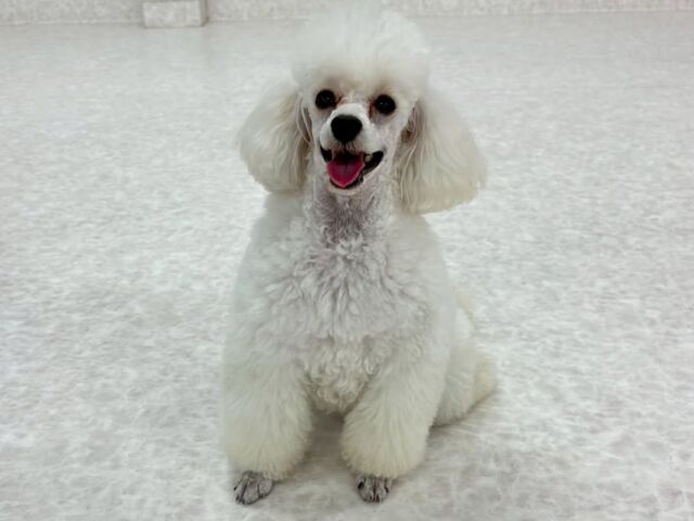 #今日の訓練実習のワンちゃん🐶

#トイプードル　のセリーナちゃん🎀

ニコニコ笑顔☺訓練頑張ってます✨
🐾⁡
⁡ 🐾⁡
⁡🐾⁡
⁡#いばらきどうぶつ専門学校 #いばらき動物専門学院 #動物専門学校 #動物 #トリマー #ドッグトレーナー #家庭犬訓練士 #動物看護師 #動物臨床助士 #飼育員 #🐶 #dog #doglovers #土浦 #土浦駅 #水戸 #水戸動物専門学校  #つくば #日立 #担当犬 #パートナードッグ #犬 #かわいい⁡⁡#オンリーワンちゃん #シェルティ #ポメラニアン#トイプードル