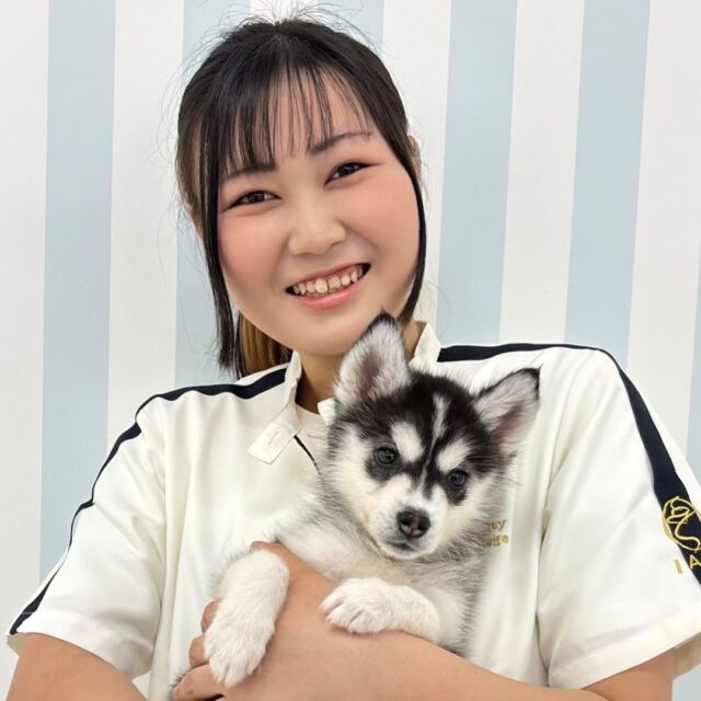 #担当犬 🐶が来ました⭐️

 #シベリアンハスキー の「月音　るね」ちゃん🌙

おしゃべり大好きな元気いっぱい女の子です💕

これから一緒に訓練頑張ろう‼️
🐾
🐾
🐾
#いばらきどうぶつ専門学校 #いばらき動物専門学院 #動物専門学校 #動物 #トリマー #ドッグトレーナー #家庭犬訓練士 #動物看護師 #動物臨床助士 #飼育員 #🐶 #dog #doglover #土浦 #土浦駅 #水戸 #水戸動物専門学校  #つくば #日立 #担当犬 #パートナードッグ #犬 #かわいい⁡⁡#オンリーワンちゃん #トイプードル