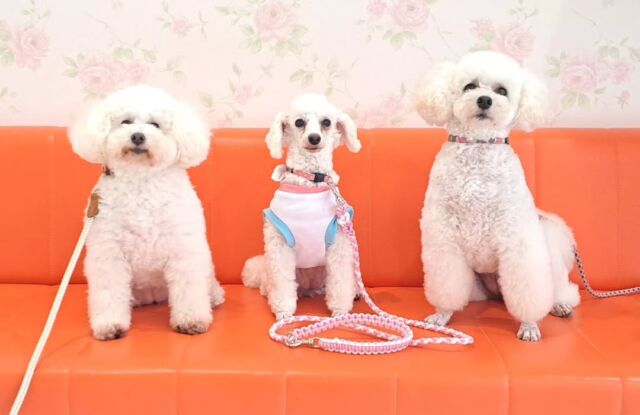 卒業生が#担当犬 🐶を連れて遊びに来てくれました✨

訓練科の卒業生ですが、自分でトリミングも行っています‼️可愛い❤

また遊びに来てね👏
⁡🐾⁡
⁡🐾⁡
⁡🐾⁡
⁡⁡#いばらきどうぶつ専門学校 #いばらき動物専門学院 #動物専門学校 #いばどう #土浦市 #トリマー #ドッグトレーナー #動物看護師 #動物臨床助士 #飼育員 #実習 #パートナードッグ #可愛い #iASC #いば動 #茨城 #動物 #専門 #学校 #犬 #オープンキャンパス #体験会 #水戸動物専門学校  #トイプードル  #可愛い卒業生 #iasc自慢の卒業生