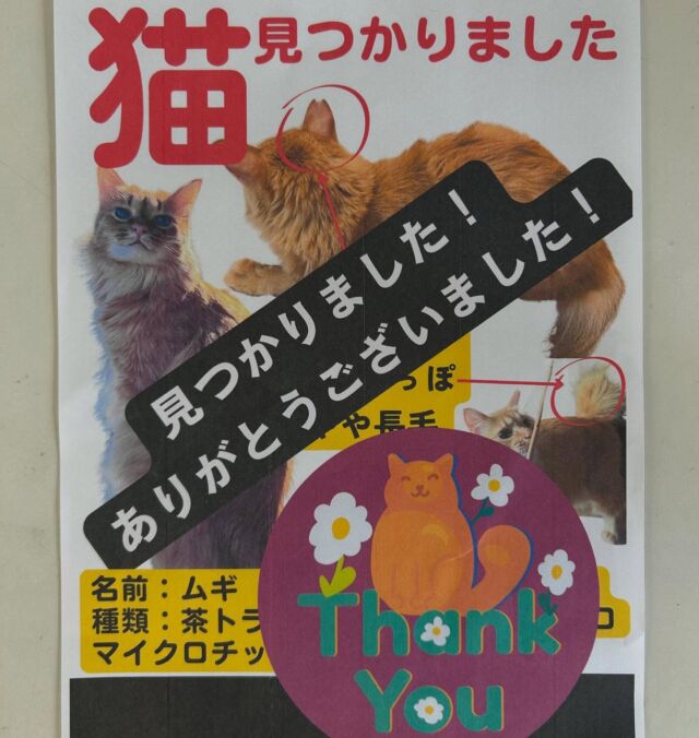 先日投稿させて頂いた猫ちゃん 無事に見つかりました💗

ご協力ありがとうございました🐈‍⬛ ͗ ͗〰︎︎💗