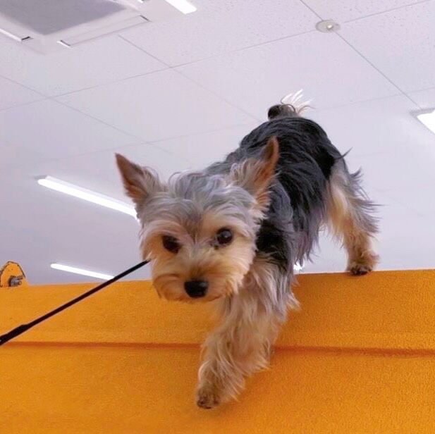 #今日の訓練実習のワンちゃん🐶

#ヨークシャーテリア　の「マロン」くん🌰

甘えん坊で飼い主様大好きなマロンくん‼️
今日も#アジリティ 頑張りました💪
🐾⁡
⁡ 🐾⁡
⁡🐾⁡
⁡#いばらきどうぶつ専門学校 #いばらき動物専門学院 #動物専門学校 #動物 #トリマー #ドッグトレーナー #家庭犬訓練士 #動物看護師 #動物臨床助士 #飼育員 #🐶 #dog #doglovers #土浦 #土浦駅 #水戸 #水戸動物専門学校  #つくば #日立 #担当犬 #パートナードッグ #犬 #かわいい⁡⁡#オンリーワンちゃん #ヨークシャーテリア