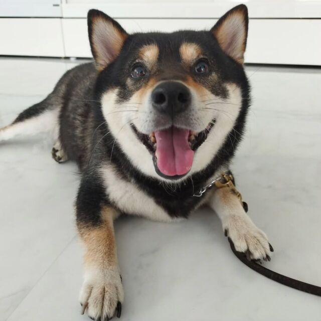 卒業生が#担当犬 🐶を連れて遊びに来てくれました✨

#柴犬 のもみじちゃん🍁
エントランスの床が冷たくて気持ちいいみたいです💕

また遊びに来てね👏
⁡🐾⁡
⁡🐾⁡
⁡🐾⁡
⁡⁡#いばらきどうぶつ専門学校 #いばらき動物専門学院 #動物専門学校 #いばどう #土浦市 #トリマー #ドッグトレーナー #動物看護師 #動物臨床助士 #飼育員 #実習 #パートナードッグ #可愛い #iASC #いば動 #茨城 #動物 #専門 #学校 #犬 #オープンキャンパス #体験会 #水戸動物専門学校  #柴  #可愛い卒業生 #iasc自慢の卒業生