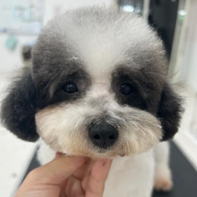 #今日の美容実習のワンちゃん 🐶

#トイプードル の「くっきー」ちゃん🍪

 #パーティーカラー が可愛らしい女の子です💞

よくがんばりました〜🐼🇰🇷
🐾⁡
⁡ 🐾⁡
⁡🐾⁡
⁡#いばらきどうぶつ専門学校 #いばらき動物専門学院 #動物専門学校 #動物 #トリマー #ドッグトレーナー #家庭犬訓練士 #動物看護師 #動物臨床助士 #飼育員 #🐶 #dog #doglovers #土浦 #土浦駅 #水戸 #水戸動物専門学校  #つくば #日立 #担当犬 #パートナードッグ #犬 #かわいい⁡⁡