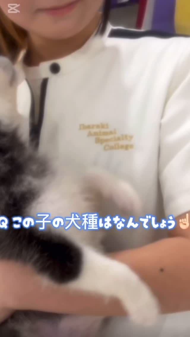 .
Qこの子の犬種はなんでしょう？

正解は… シベリアンハスキー💗

 #担当犬 の「月音」ちゃんでした〜🌙
🐾⁡
⁡ 🐾⁡
⁡🐾⁡
⁡#いばらきどうぶつ専門学校 #いばらき動物専門学院 #動物専門学校 #動物 #トリマー #ドッグトレーナー #家庭犬訓練士 #動物看護師 #動物臨床助士 #飼育員 #🐶 #dog #doglovers #土浦 #土浦駅 #水戸 #水戸動物専門学校  #つくば #日立 #担当犬 #パートナードッグ #犬 #かわいい⁡⁡ #オンリーワンちゃん　#しべりあんはすきー  #はすきー  #シベリアンハスキー仔犬  #ハスキー