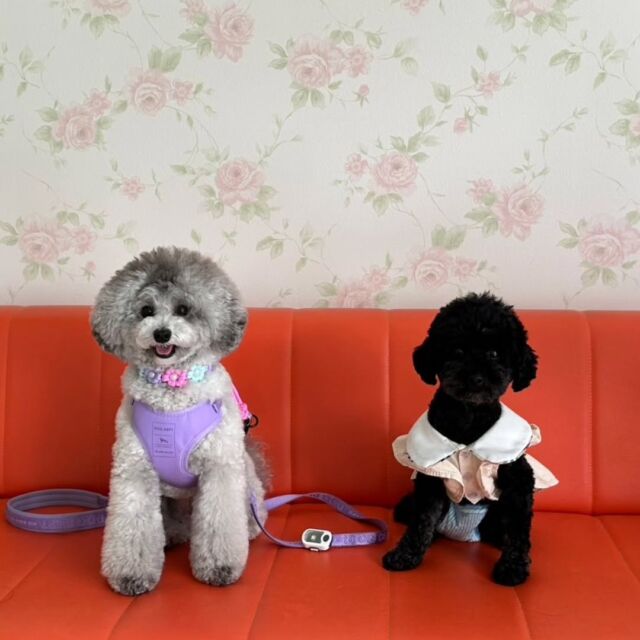 #卒業生 たちが遊びに来てくれました✨

#担当犬 🐶のナインちゃん🎀とネルちゃん❣️も一緒👍️

忙しい中遊びにきてくれてありがとう💕
トリマーとして頑張ってる事を報告に来てくれました‼️
また遊びに来てね☺️
🐾
🐾
🐾⁡
⁡⁡⁡#いばらきどうぶつ専門学校 #いばらき動物専門学院 #動物専門学校 #いばどう #土浦市 #トリマー #ドッグトレーナー #動物看護師 #動物臨床助士 #飼育員 #実習 #パートナードッグ #可愛い #iASC #いば動 #茨城 #動物 #専門 #学校 #犬 #オープンキャンパス #体験会 #水戸動物専門学校  #トイプードル #プードル  #可愛い卒業生 #iASC自慢の卒業生