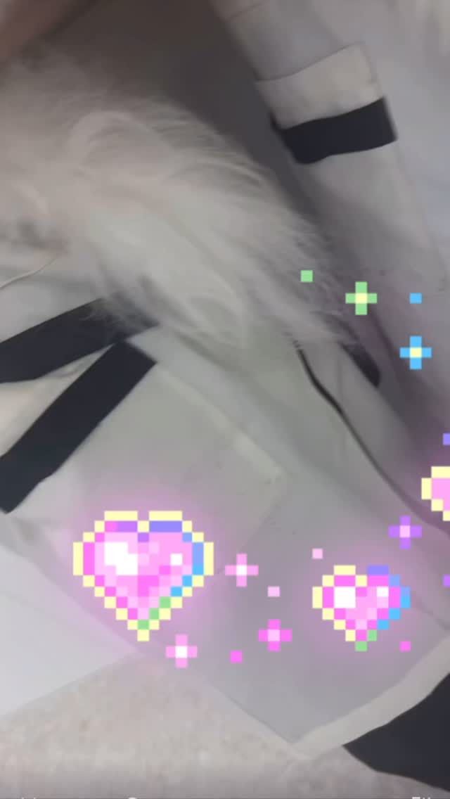 .
今日はかわいい #ビジョンフリーゼ  3トリオの動画をお届けします👼🏻💗

⁡#いばらきどうぶつ専門学校 #いばらき動物専門学院 #動物専門学校 #動物 #トリマー #ドッグトレーナー #家庭犬訓練士 #動物看護師 #動物臨床助士 #飼育員 #🐶 #dog #doglovers #土浦 #土浦駅 #水戸 #水戸動物専門学校  #つくば #日立 #担当犬 #パートナードッグ #犬 #かわいい⁡⁡ #ビジョンフリーゼ