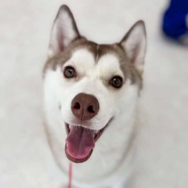 #今日の訓練実習のワンちゃん🐶

#シベリアンハスキー の「はすみ」ちゃん

暑くなってきましたが訓練頑張ってます‼️✨
🐾⁡
⁡ 🐾⁡
⁡🐾⁡
⁡#いばらきどうぶつ専門学校 #いばらき動物専門学院 #動物専門学校 #動物 #トリマー #ドッグトレーナー #家庭犬訓練士 #動物看護師 #動物臨床助士 #飼育員 #🐶 #dog #doglovers #土浦 #土浦駅 #水戸 #水戸動物専門学校  #つくば #日立 #担当犬 #パートナードッグ #犬 #かわいい⁡⁡#オンリーワンちゃん #シェルティ #ポメラニアン#トイプードル