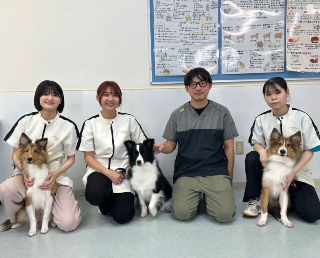 本日は獣医師N先生による #去勢手術　とワクチン接種、採血の保定についての授業を行いました ❣️
⁡
１年生は初めての後ろ脚での保定！
苦戦しながらも頑張って保定の仕方を学んでいました👍️
 頸の保定も出来るようたくさん練習していこうね💕

２年生ももっと保定のスキルを磨いていこう！✨

みんな今日もお疲れ様でした☺️

N先生、本日もありがとうございました！
次回もよろしくお願いいたします✨
🐾
 🐾
 🐾
 #いばらきどうぶつ専門学校 #いばらき動物専門学院 #動物専門学校 #いばどう #土浦市 #トリマー #ドッグトレーナー #動物看護師 #動物臨床助士 #飼育員 #ライセンス取得 #実習 #パートナードッグ #可愛い #iASC #いば動 #茨城 #動物 #専門 #学校 #犬 #オープンキャンパス #個別面談 #体験会 #水戸動物専門学校 #現役のプロから教わる授業 #動物病院