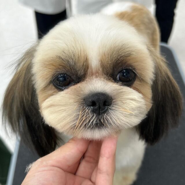 #今日の美容実習のワンちゃん 🐶

#シーズー の『りんりん』ちゃん🔔

とてもお利口さんで可愛く仕上がりました〜💗

学生もりんりんちゃんもよく頑張りました👏
🐾⁡
⁡ 🐾⁡
⁡🐾⁡
⁡#いばらきどうぶつ専門学校 #いばらき動物専門学院 #動物専門学校 #動物 #トリマー #ドッグトレーナー #家庭犬訓練士 #動物看護師 #動物臨床助士 #飼育員 #🐶 #dog #doglovers #土浦 #土浦駅 #水戸 #水戸動物専門学校  #つくば #日立 #担当犬 #パートナードッグ #犬 #かわいい⁡⁡