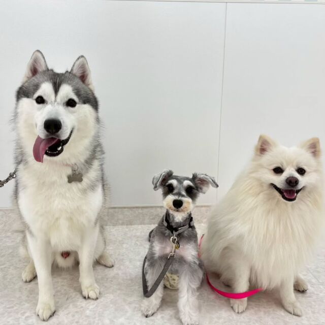 #卒業生 が遊びに来てくれました✨

#担当犬🐶 の#ハスキー　るんくん🐺
#シュナウザー　の烏兎ちゃん🐇
#ポメラニアン　のシエルくん☁です☺️

また遊びに来てね☺️
🐾
🐾
🐾⁡
⁡⁡⁡#いばらきどうぶつ専門学校 #いばらき動物専門学院 #動物専門学校 #いばどう #土浦市 #トリマー #ドッグトレーナー #動物看護師 #動物臨床助士 #飼育員 #実習 #パートナードッグ #可愛い #iASC #いば動 #茨城 #動物 #専門 #学校 #犬 #オープンキャンパス #体験会 #水戸動物専門学校  #可愛い卒業生 #iASC自慢の卒業生