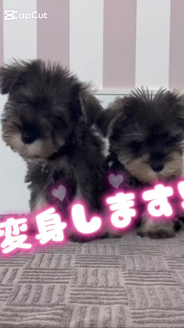 #今日の美容実習のワンちゃん 🐶

#シュナウザー の仔犬たち💗

2匹の可愛さに学生の気持ちもキュンキュン🥺︎💕︎
🐾⁡
⁡ 🐾⁡
⁡🐾⁡
⁡#いばらきどうぶつ専門学校 #いばらき動物専門学院 #動物専門学校 #動物 #トリマー #ドッグトレーナー #家庭犬訓練士 #動物看護師 #動物臨床助士 #飼育員 #🐶 #dog #doglovers #土浦 #土浦駅 #水戸 #水戸動物専門学校  #つくば #日立 #担当犬 #パートナードッグ #犬 #かわいい⁡⁡ #シュナウザー #パピー