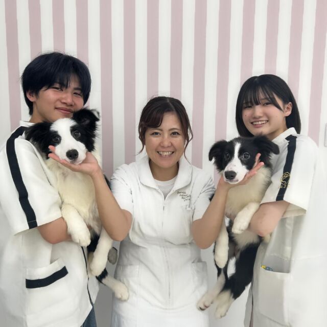 本日はペットサロンオーナーN先生の #美容実習 でした🐶✨

パワフルなN先生に負けないよう学生も元気よく頑張っていました☀️

 #マルチーズ のカット方法など細かいことも教えてくださいました🙇‍♀️

最後は可愛い #ボーダーコリー の「ラピス」「ラズリ」ちゃんと📸✨️

本日もありがとうございました💖
🐾
🐾
🐾
#いばらきどうぶつ専門学校 #いばらき動物専門学院 #動物専門学校 #いばどう #土浦市 #トリマー #ドッグトレーナー #動物看護師 #動物臨床助士 #飼育員 #ライセンス取得 #実習 #パートナードッグ #可愛い #iASC #いば動 #茨城 #動物 #専門 #学校 #犬 #オープンキャンパス #個別面談 #体験会 #水戸動物専門学 #現役のプロから教わる授業