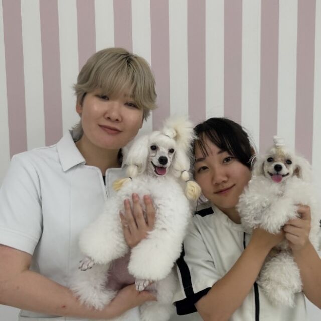 本日の授業は、現役のカリスマトリマーのＭ先生が指導に来てくださりました🐶✨

小さいわんちゃんから大きいわんちゃんまで色んな犬種のトリミングを行い、沢山アドバイスを頂きました‼️

次回もまたよろしくお願いします︎💕︎
🐾
🐾
#いばらきどうぶつ専門学校 #いばらき動物専門学院 #動物専門学校 #いばどう #土浦市 #トリマー #ドッグトレーナー #動物看護師 #動物臨床助士 #飼育員 #ライセンス取得 #実習 #パートナードッグ #可愛い #iASC #いば動 #茨城 #動物 #専門 #学校 #犬 #個別面談 #体験会 #現役のプロから教わる授業