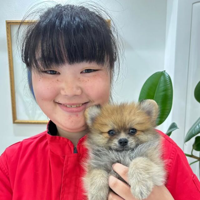#担当犬 🐶が来ました⭐️

 #ポメラニアン の「もなか」くん🌞

もこもこおめめくりくりな男の子です😻

これから一緒に訓練頑張ろう‼️
🐾
🐾
🐾
#いばらきどうぶつ専門学校 #いばらき動物専門学院 #動物専門学校 #動物 #トリマー #ドッグトレーナー #家庭犬訓練士 #動物看護師 #動物臨床助士 #飼育員 #🐶 #dog #doglover #土浦 #土浦駅 #水戸 #水戸動物専門学校  #つくば #日立 #担当犬 #パートナードッグ #犬 #かわいい⁡⁡#オンリーワンちゃん #トイプードル