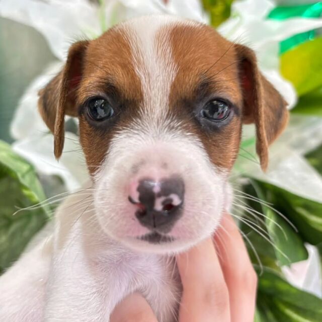 #担当犬 🐶が来ました⭐️

 #ジャックラッセルテリア の「マイロ」くん🧸

体は小さいけどとっても元気な男の子☀

これから一緒に訓練頑張ろう‼️
🐾
🐾
🐾
#いばらきどうぶつ専門学校 #いばらき動物専門学院 #動物専門学校 #動物 #トリマー #ドッグトレーナー #家庭犬訓練士 #動物看護師 #動物臨床助士 #飼育員 #🐶 #dog #doglover #土浦 #土浦駅 #水戸 #水戸動物専門学校  #つくば #日立 #担当犬 #パートナードッグ #犬 #かわいい⁡⁡#オンリーワンちゃん #トイプードル