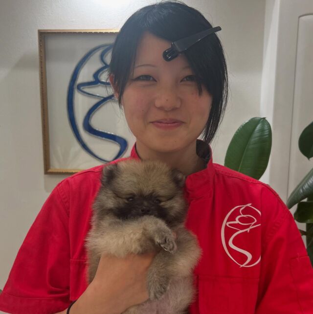 #担当犬 🐶が来ました⭐️

 #ポメラニアン の男の子「樂-らく」 くんです💖

とっってもマイペースで甘えん坊な樂くん‼️
訓練実習頑張っていこうね👼🏻👍

これから一緒に訓練頑張ろう‼️
🐾
🐾
🐾
#いばらきどうぶつ専門学校 #いばらき動物専門学院 #動物専門学校 #動物 #トリマー #ドッグトレーナー #家庭犬訓練士 #動物看護師 #動物臨床助士 #飼育員 #🐶 #dog #doglover #土浦 #土浦駅 #水戸 #水戸動物専門学校  #つくば #日立 #担当犬 #パートナードッグ #犬 #かわいい⁡⁡#オンリーワンちゃん #ポメラニアン