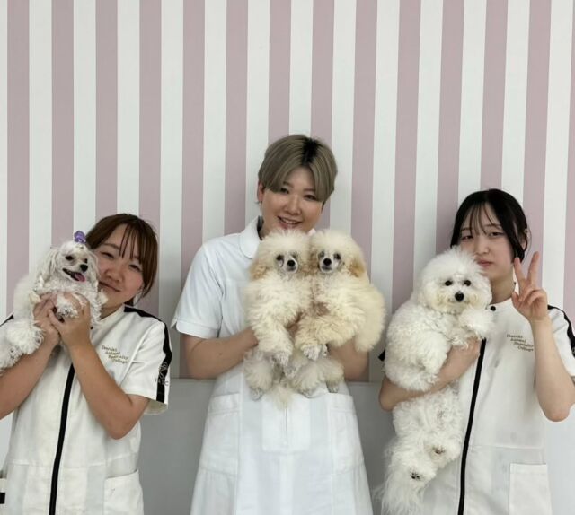 本日の授業は、現役のカリスマトリマーのＭ先生が指導に来てくださりました🐶✨

ショーに出すワンちゃんのカットやお手入れの仕方、ペットカットのコツを丁寧に教えてくださりました😊

次回もまたよろしくお願いします︎❣️
🐾
🐾
#いばらきどうぶつ専門学校 #いばらき動物専門学院 #動物専門学校 #いばどう #土浦市 #トリマー #ドッグトレーナー #動物看護師 #動物臨床助士 #飼育員 #ライセンス取得 #実習 #パートナードッグ #可愛い #iASC #いば動 #茨城 #動物 #専門 #学校 #犬 #個別面談 #体験会 #現役のプロから教わる授業#トイ・プードル#プードル#トイプー