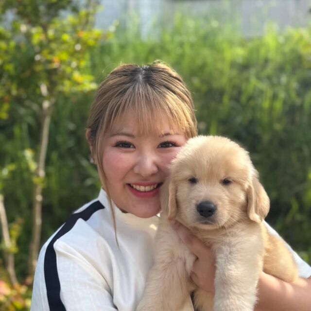 #担当犬 🐶が来ました⭐️

 #ゴールデンレトリーバー の男の子「こたろう」 くんです🐯

よく食べてよく寝るおっとりな男の子です🌞

これから一緒に訓練頑張ろう‼️
🐾
🐾
🐾
#いばらきどうぶつ専門学校 #いばらき動物専門学院 #動物専門学校 #動物 #トリマー #ドッグトレーナー #家庭犬訓練士 #動物看護師 #動物臨床助士 #飼育員 #🐶 #dog #doglover #土浦 #土浦駅 #水戸 #水戸動物専門学校  #つくば #日立 #担当犬 #パートナードッグ #犬 #かわいい⁡⁡#オンリーワンちゃん #ゴールデンレトリーバー #ゴールデン