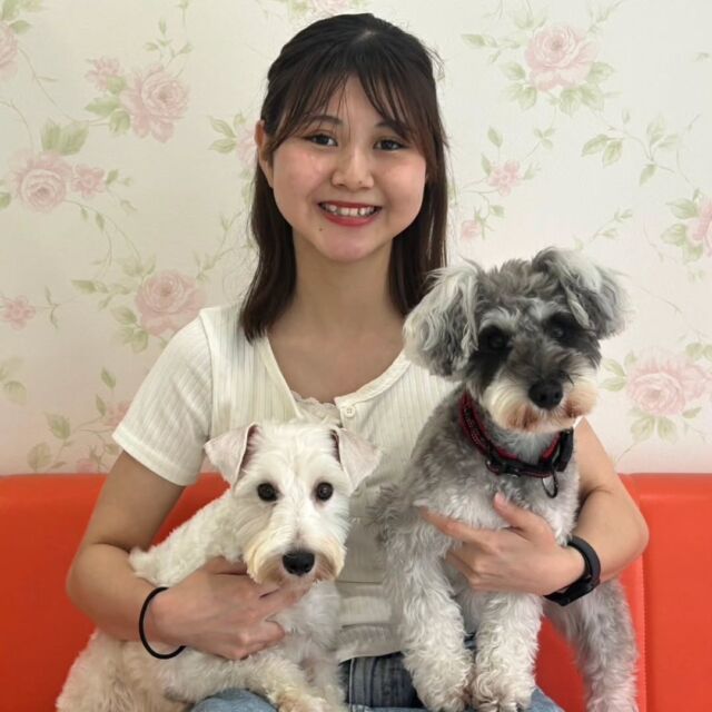 #卒業生 が遊びに来てくれました👏✨

学生のころお世話をしてくれていた#ホワイトシュナウザー のこだまちゃんをお迎えに来てくれました🐶💕

#担当犬  のララちゃんと仲良くね❣️

また遊びにきてね🤗
🐾
🐾
🐾⁡
⁡⁡⁡#いばらきどうぶつ専門学校 #いばらき動物専門学院 #動物専門学校 #いばどう #土浦市 #トリマー #ドッグトレーナー #動物看護師 #動物臨床助士 #飼育員 #実習 #パートナードッグ #可愛い #iASC #いば動 #茨城 #動物 #専門 #学校 #犬 #オープンキャンパス #体験会 #水戸動物専門学校  #ミニチュアシュナウザー #シュナウザー  #可愛い卒業生 #iASC自慢の卒業生