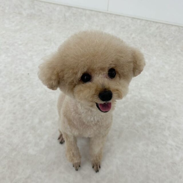 今日は #マイドッグデー でした✨

皆の愛犬を連れてきてくれました💖
どの子もお利口さんにトリミング出来ていました🥹

みんないつでも会いに来てね👏

動画の投稿もお楽しみに〜📹
⁡🐾⁡
⁡🐾⁡
⁡🐾⁡
⁡#いばらきどうぶつ専門学校 #いばらき動物専門学院 #動物専門学校 #動物 #トリマー #ドッグトレーナー #家庭犬訓練士 #動物看護師 #動物臨床助士 #飼育員 #🐶 #dog #doglover #土浦 #土浦駅 #水戸 #水戸動物専門学校  #つくば #日立 #担当犬 #パートナードッグ #犬 #かわいい⁡⁡#オンリーワンちゃん