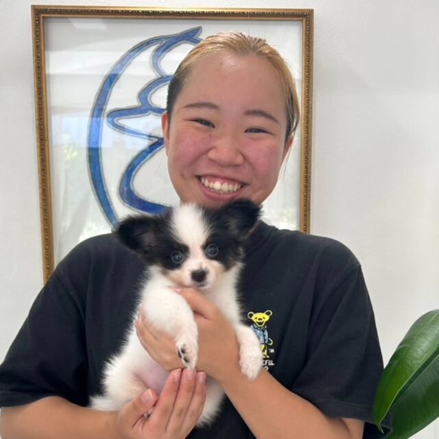 #担当犬 🐶が来ました⭐️

 #パピヨン の「カノア」くんです🍭💕

お目々がくりくりで可愛い男の子❣️
これから一緒に訓練頑張ろう😊
🐾
🐾
🐾
#いばらきどうぶつ専門学校 #いばらき動物専門学院 #動物専門学校 #動物 #トリマー #ドッグトレーナー #家庭犬訓練士 #動物看護師 #動物臨床助士 #飼育員 #🐶 #dog #doglover #土浦 #土浦駅 #水戸 #水戸動物専門学校  #つくば #日立 #担当犬 #パートナードッグ #犬 #かわいい⁡⁡#オンリーワンちゃん #ぱぴよん #パピヨン子犬