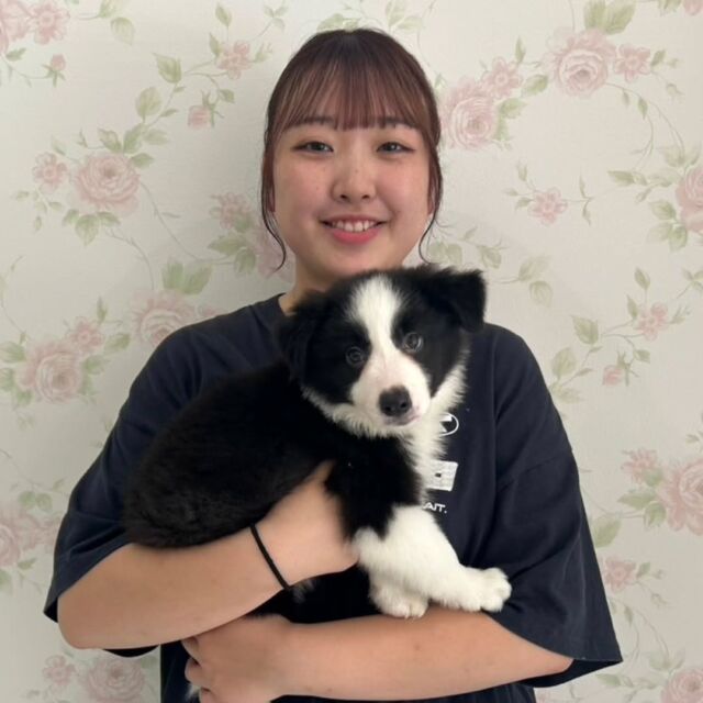 #担当犬 🐶が来ました⭐️

 #ボーダーコリー の「シェフ」くんです👨‍🍳🍳

食べるの大好き❤やんちゃな男の子✨
これから一緒に訓練頑張ろう👏
🐾
🐾
🐾
#いばらきどうぶつ専門学校 #いばらき動物専門学院 #動物専門学校 #動物 #トリマー #ドッグトレーナー #家庭犬訓練士 #動物看護師 #動物臨床助士 #飼育員 #🐶 #dog #doglover #土浦 #土浦駅 #水戸 #水戸動物専門学校  #つくば #日立 #担当犬 #パートナードッグ #犬 #かわいい⁡⁡#オンリーワンちゃん #ボーダー #ぼーだーこりー
