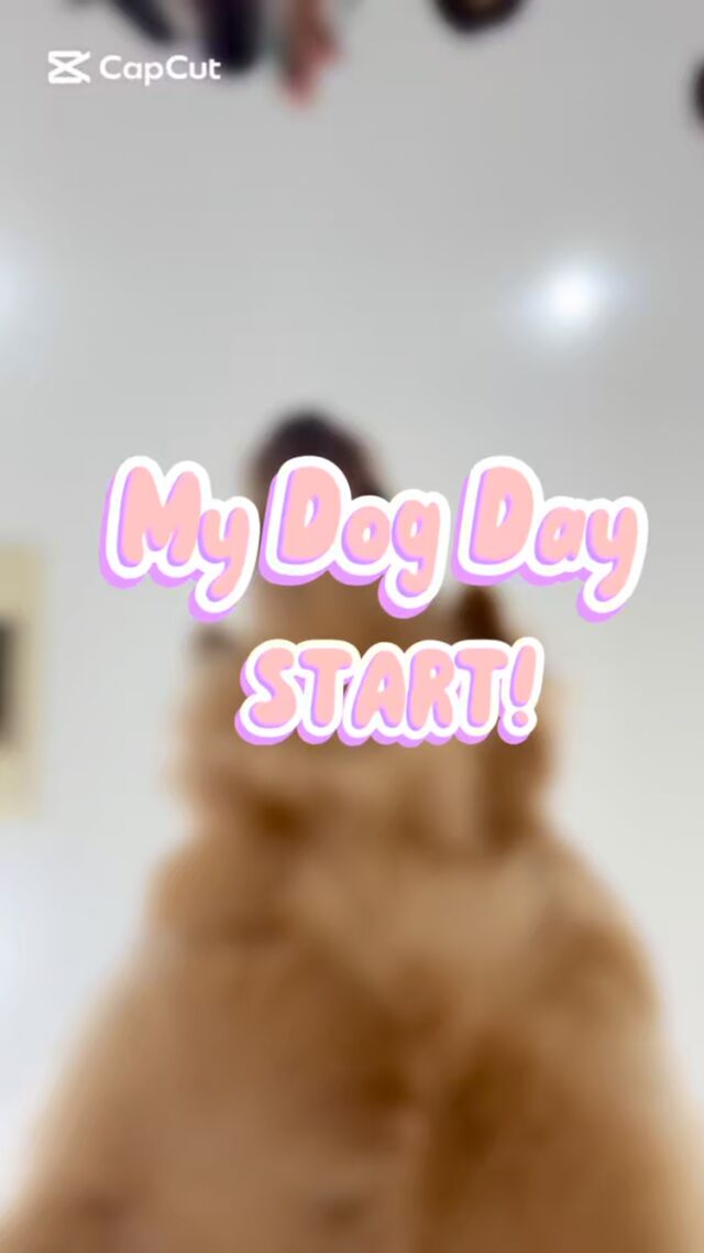 先日の#マイドッグデー の動画🆙💖

⁡🐾⁡
⁡🐾⁡
⁡🐾⁡
⁡#いばらきどうぶつ専門学校 #いばらき動物専門学院 #動物専門学校 #動物 #トリマー #ドッグトレーナー #家庭犬訓練士 #動物看護師 #動物臨床助士 #飼育員 #🐶 #dog #doglover #土浦 #土浦駅 #水戸 #水戸動物専門学校  #つくば #日立 #担当犬 #パートナードッグ #犬 #かわいい⁡⁡#オンリーワンちゃん