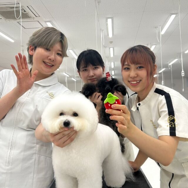 夏休みの登校日🍉
現役のカリスマトリマーのＭ先生が指導に来てくださりました✨

今日はショーカットの授業も行いました‼️
 #トイプードル の #サドルクリップ に挑戦💪してみたり、 #ビションフリー のカットもご指導頂きました⛄️💖

完璧美少女なビションフリーゼの「むる」ちゃん👼🏻
みんなメロメロでした👏🏻💞

M先生次回もまたよろしくお願いします︎❤️‍🔥
🐾
🐾
#いばらきどうぶつ専門学校 #いばらき動物専門学院 #動物専門学校 #いばどう #土浦市 #トリマー #ドッグトレーナー #動物看護師 #動物臨床助士 #飼育員 #ライセンス取得 #実習 #パートナードッグ #可愛い #iASC #いば動 #茨城 #動物 #専門 #学校 #犬 #個別面談 #体験会 #現役のプロから教わる授業#トイ・プードル#プードル#ビションフリーゼ