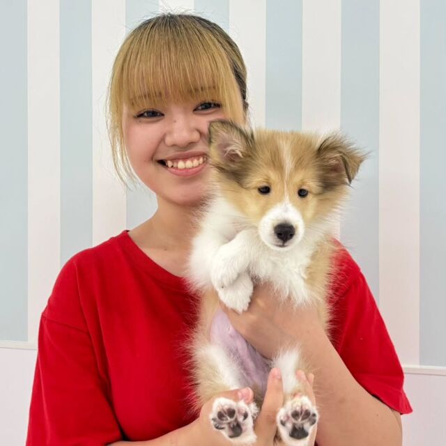 #担当犬 🐶が来ました⭐️

 #シェットランドシープドッグ の「ティノ」くんです🦖💫

見た目はおっとりそうですが、実はすごくやんちゃな子✨
これから一緒に訓練頑張ろう💕
🐾
🐾
🐾
#いばらきどうぶつ専門学校 #いばらき動物専門学院 #動物専門学校 #動物 #トリマー #ドッグトレーナー #家庭犬訓練士 #動物看護師 #動物臨床助士 #飼育員 #🐶 #dog #doglover #土浦 #土浦駅 #水戸 #水戸動物専門学校  #つくば #日立 #担当犬 #パートナードッグ #犬 #かわいい⁡⁡#オンリーワンちゃん #シェルティ #しぇるてぃー