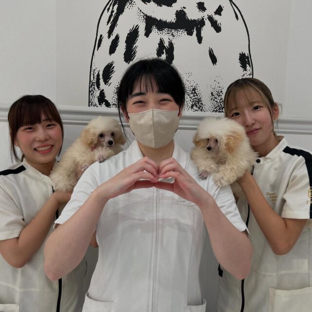 夏休みの登校日🏖️
#美容実習 はトリマーのU先生がいらっしゃいました✨️
 
今日は可愛い仔犬ちゃんがいっぱいきました〜👼🏻
慣れないトリミングも一生懸命頑張っていました😌

最後は記念撮影💞
次回もまた、よろしくお願いします🙇‍♀️
🐾
🐾
⁡⁡⁡⁡⁡⁡#いばらきどうぶつ専門学校 #いばらき動物専門学院 #動物専門学校 #いばどう #土浦市 #トリマー #ドッグトレーナー #動物看護師 #動物臨床助士 #飼育員 #ライセンス取得 #実習 #パートナードッグ #可愛い #iASC #いば動 #茨城 #動物 #専門 #学校 #犬 #トイプードル #オープンキャンパス #優しい先輩 #現役のプロから教わる授業