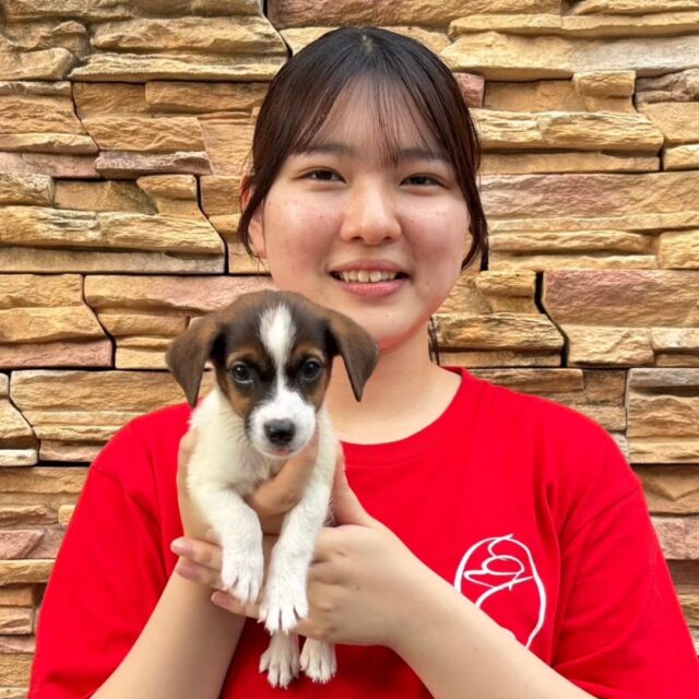 #担当犬 🐶が来ました⭐️

 #ジャックラッセルテリア の「てん」くんです☀

抱っこをすると舌がでちゃう可愛い男の子💕
小さいけど元気いっぱいです☺️

これから一緒に訓練頑張ろう👍️
🐾
🐾
🐾
#いばらきどうぶつ専門学校 #いばらき動物専門学院 #動物専門学校 #動物 #トリマー #ドッグトレーナー #家庭犬訓練士 #動物看護師 #動物臨床助士 #飼育員 #🐶 #dog #doglover #土浦 #土浦駅 #水戸 #水戸動物専門学校  #つくば #日立 #担当犬 #パートナードッグ #犬 #かわいい⁡⁡#オンリーワンちゃん #ジャック #ジャックラッセル