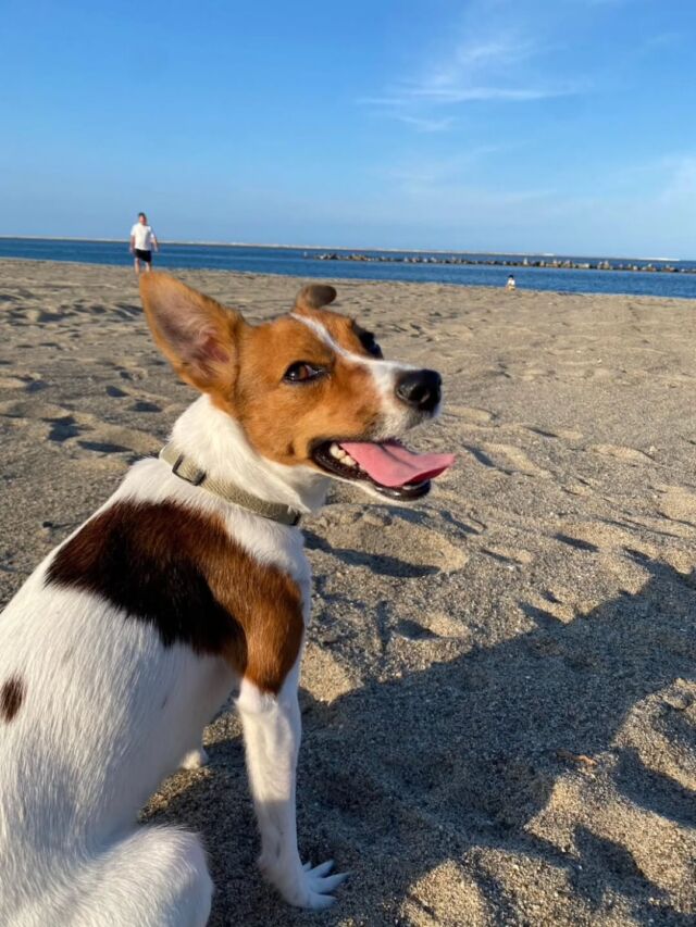 #担当犬と夏休み　

ジャックラッセルテリアのはるちゃん🐶💕
ママと一緒に海🌊や自然🌲を堪能してきたよ！
のびのびとお散歩楽しいね😊✨

お家に帰ったらだいすきなおもちゃと一緒にくつろぎタイム〜🏠️🎶
ママとの夏休み満喫してね😊
🐾
🐾
🐾