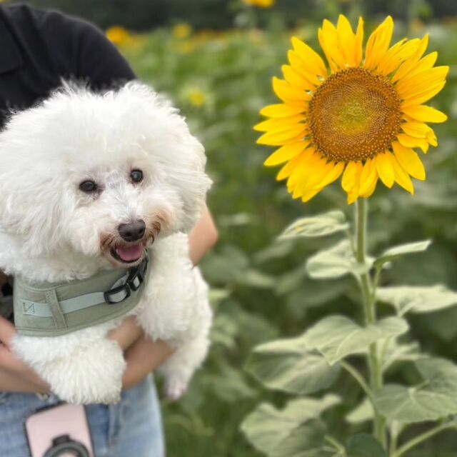 #愛犬と夏休み
今日は生徒からの投稿📝💕

トイプードルのナップちゃん🐩
夏休みにママと一緒にひたちなかの海浜公園にひまわり🌻とコキア🌲を見に行ったよ！
夏の暑さに負けないくらいのキラキラ笑顔✨🐶
ママとの夏休み満喫してね😊🎶
🐾
🐾
🐾
#いばらきどうぶつ専門学校 #いばらき動物専門学院 #動物専門学校 #動物 #トリマー #ドッグトレーナー #家庭犬訓練士 #動物看護師 #動物臨床助士 #飼育員 #🐶 #dog #doglover #土浦 #土浦駅 #水戸 #水戸動物専門学校  #つくば #日立 #担当犬 #パートナードッグ #犬 #かわいい⁡⁡#オンリーワンちゃん #トイプードル #プードル