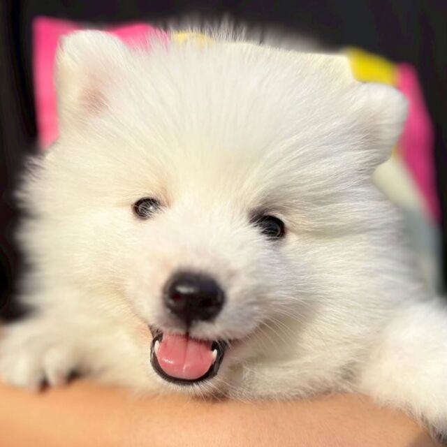 #担当犬 🐶が来ました⭐️

 #日本スピッツ の「大我」くんです🐯🐾

元気いっぱい‼️笑顔が素敵な男の子✨

これから一緒に訓練頑張ろう👍️
🐾
🐾
🐾
#いばらきどうぶつ専門学校 #いばらき動物専門学院 #動物専門学校 #動物 #トリマー #ドッグトレーナー #家庭犬訓練士 #動物看護師 #動物臨床助士 #飼育員 #🐶 #dog #doglover #土浦 #土浦駅 #水戸 #水戸動物専門学校  #つくば #日立 #担当犬 #パートナードッグ #犬 #かわいい⁡⁡#オンリーワンちゃん #スピッツ #にほんすぴっつ