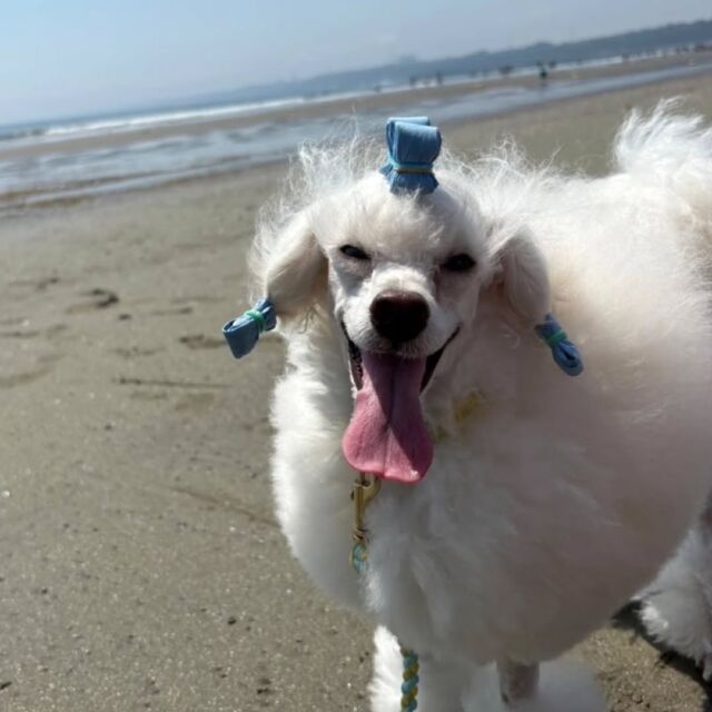#担当犬と夏休み　

#トイプードル のサニーくん☀
パパと一緒に海に行ってきました🌊✨
一緒にお出かけしてとっても良い笑顔☺️💕
　
パパと夏休み楽しんでね🐶
🐾
🐾
🐾
#いばらきどうぶつ専門学校 #いばらき動物専門学院 #動物専門学校 #動物 #トリマー #ドッグトレーナー #家庭犬訓練士 #動物看護師 #動物臨床助士 #飼育員 #🐶 #dog #doglover #土浦 #土浦駅 #水戸 #水戸動物専門学校  #つくば #日立 #担当犬 #パートナードッグ #犬 #かわいい⁡⁡#オンリーワンちゃん #プードル #といぷーどる